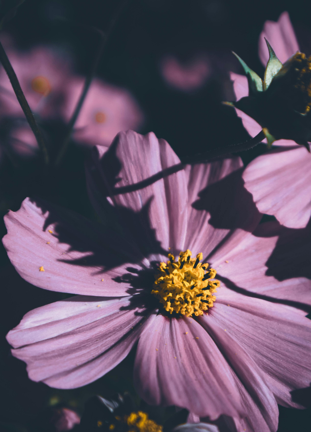 Naturopathe Suresnes