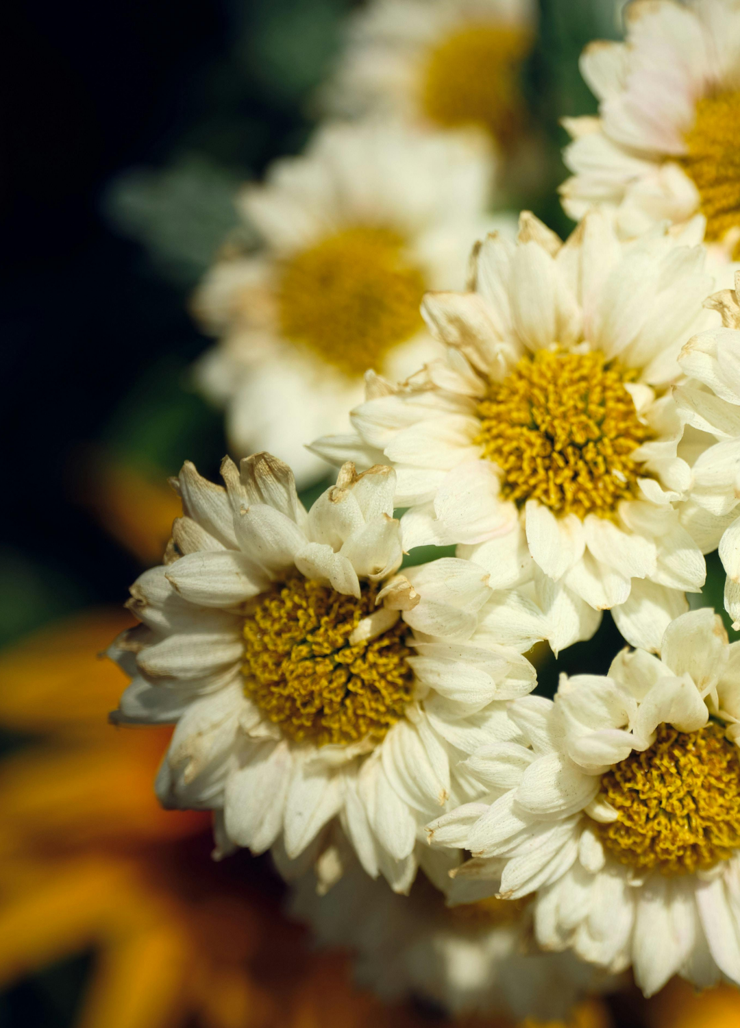 Naturopathe Nanterre