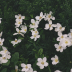 Energéticienne Le Vésinet