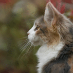 Energéticienne Le Vésinet