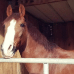 Naturopathe Animalier Nanterre