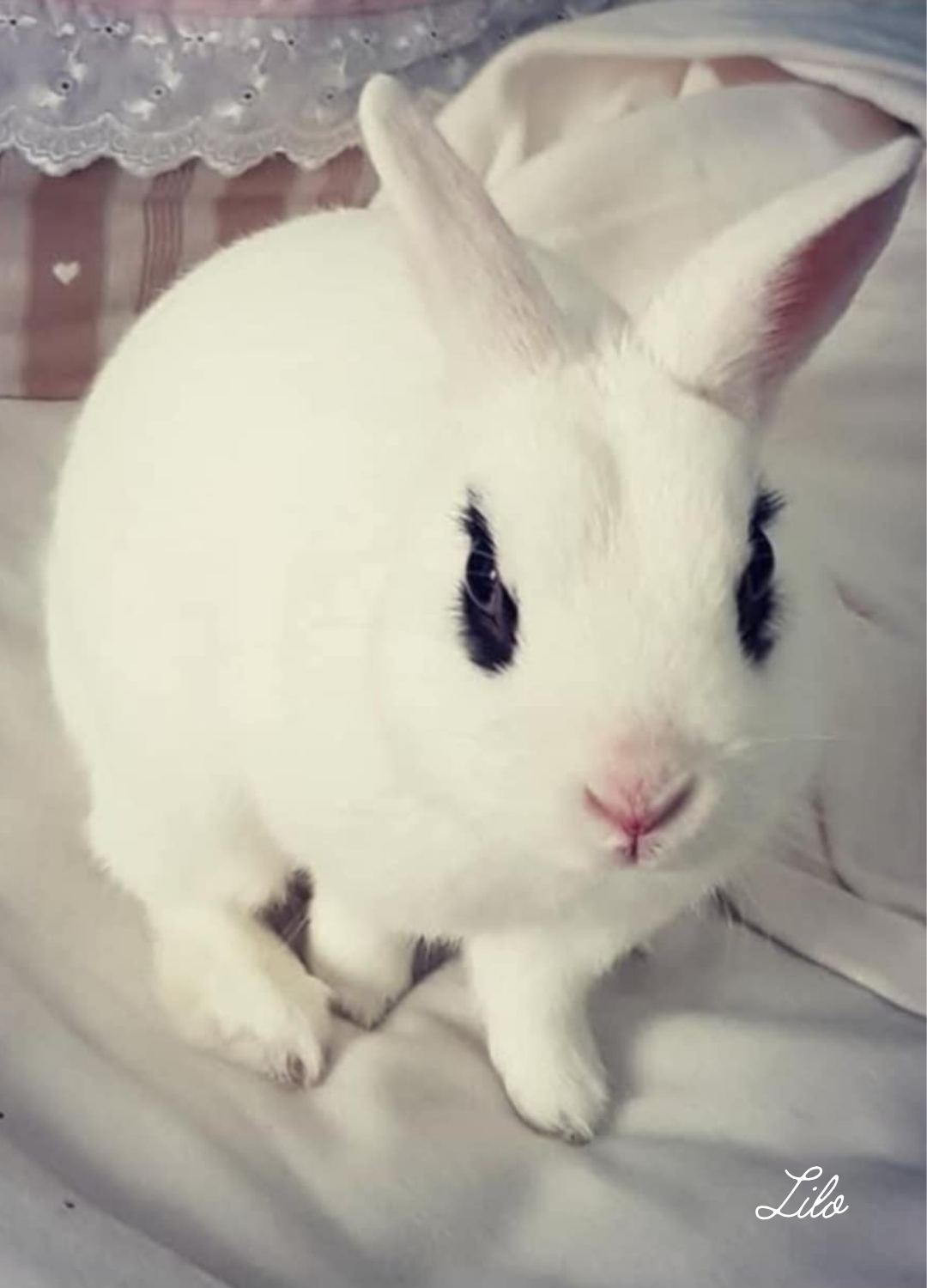 Naturopathe Animalier Suresnes