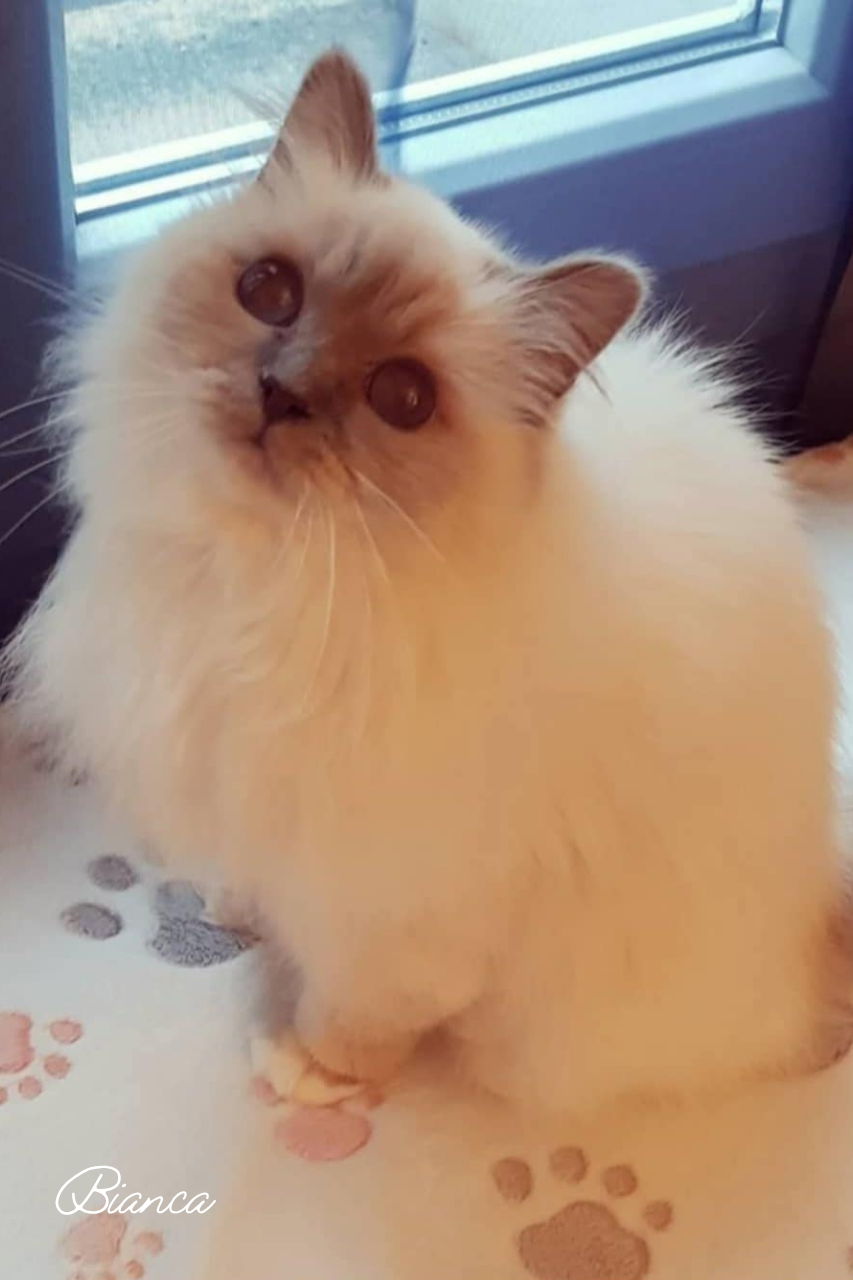 Naturopathe Animalier Rueil-Malmaison