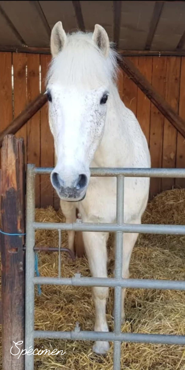 Naturopathe Animalier Rueil-Malmaison