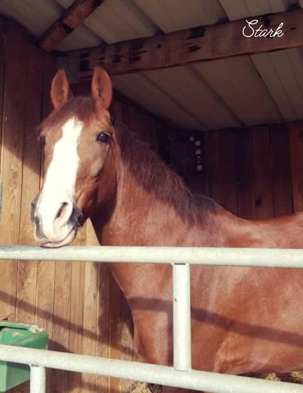 Naturopathe Animalier Suresnes